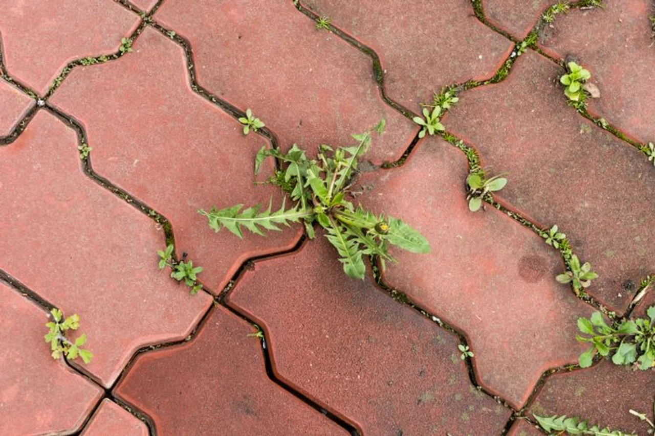 A po ju del bari mes pllakave? Ja si ta largoni përgjithmonë