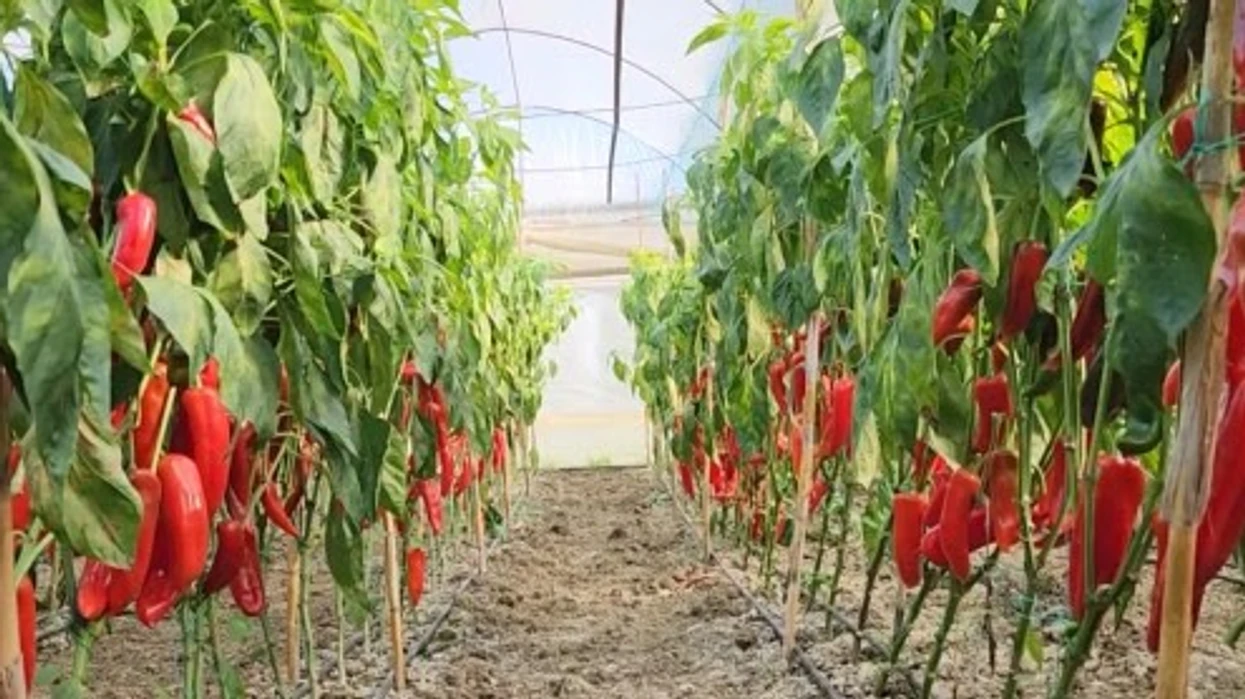 Kroacia asgjëson 14.7 tonë speca nga Shqipëria, zbulohet pesticid